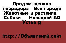 Продам щенков лабрадора - Все города Животные и растения » Собаки   . Ненецкий АО,Устье д.